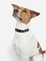 ZADOG COLLAR