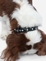ZADOG COLLAR