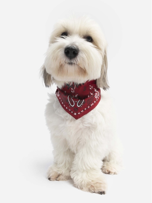 ZADOG BANDANA