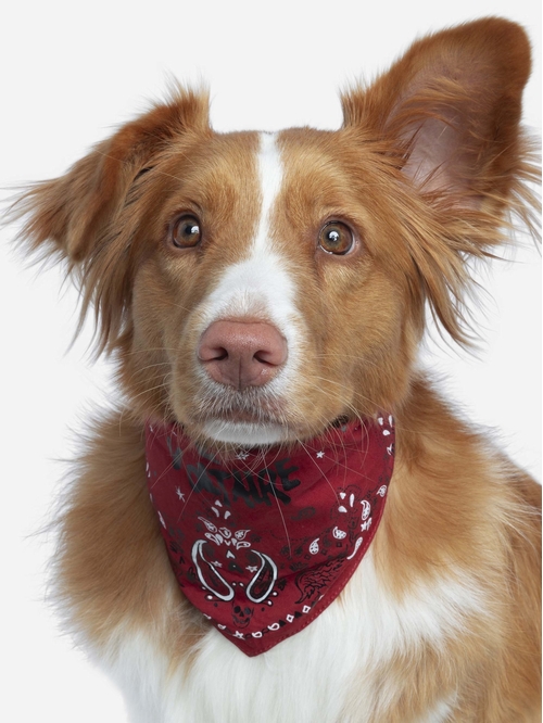 ZADOG BANDANA