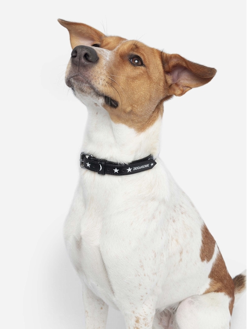 ZADOG COLLAR
