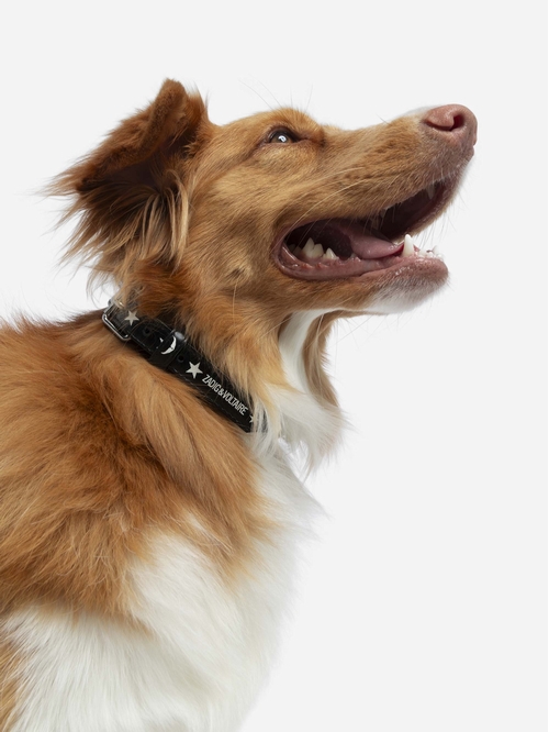 ZADOG COLLAR