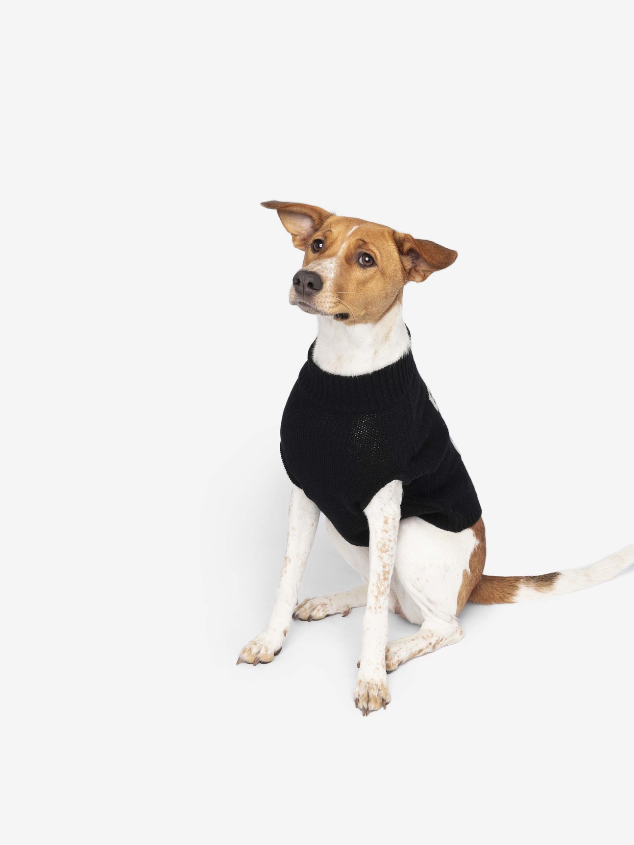 ZADOG JUMPER 100% MERINO WOOL