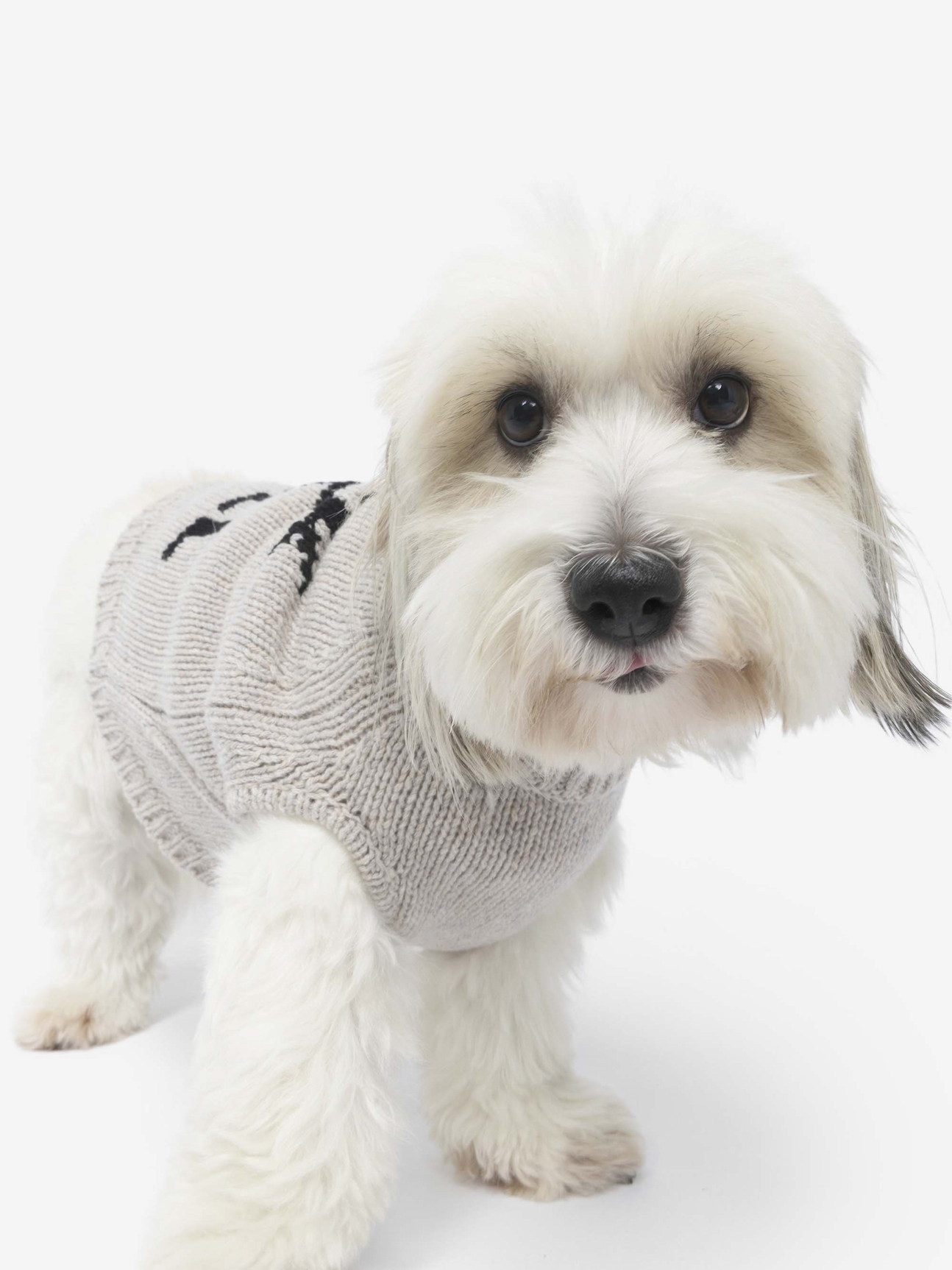 ZADOG JUMPER 100% MERINO WOOL