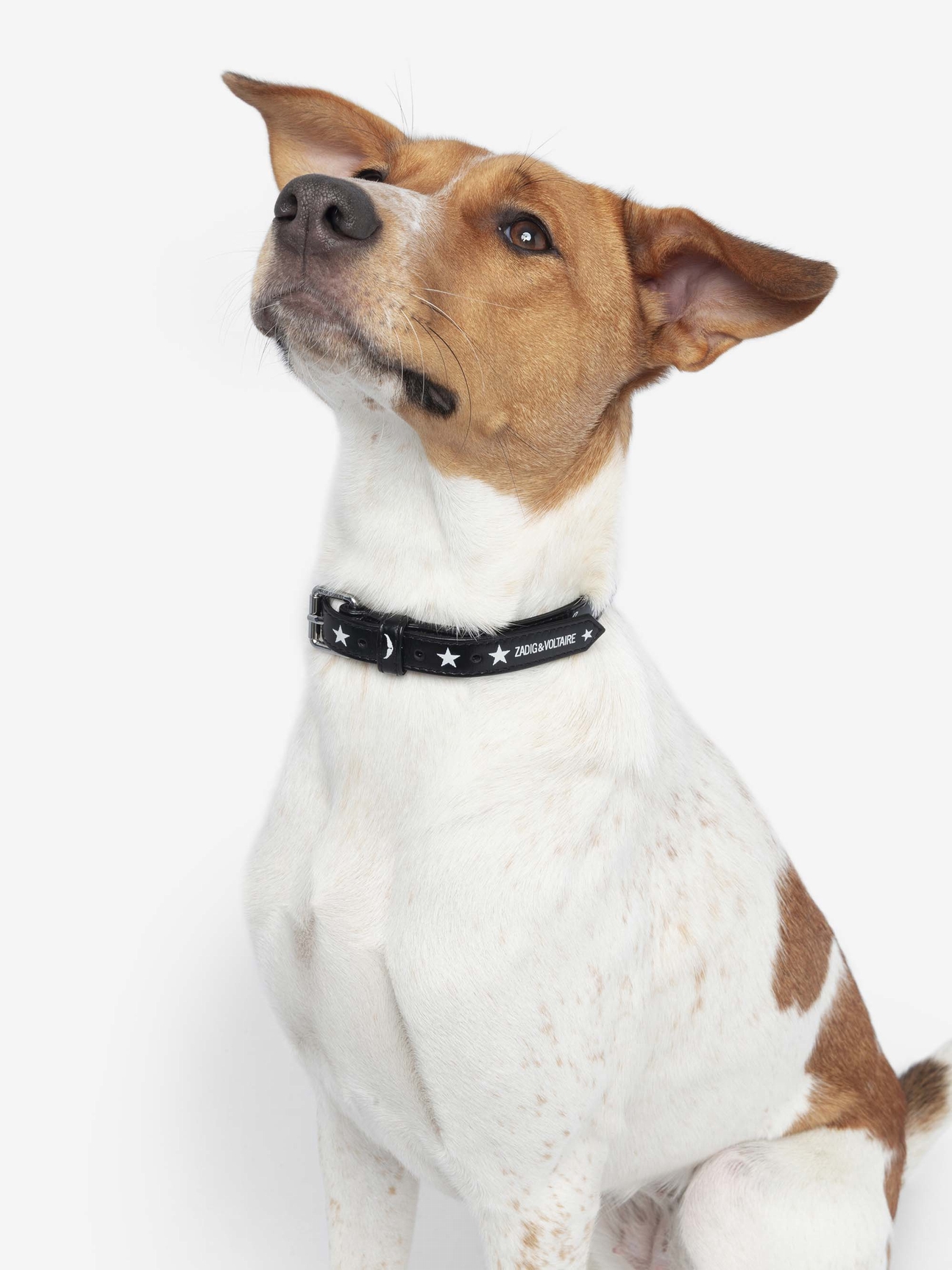 ZADOG COLLAR