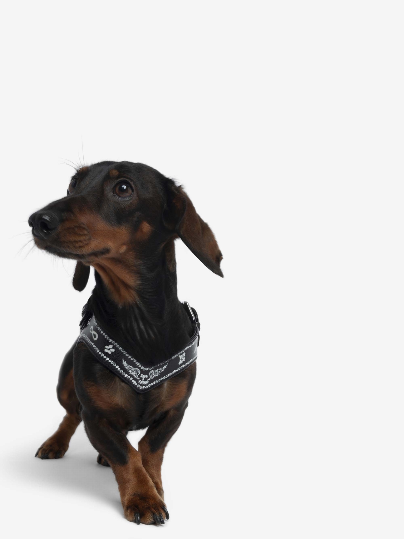 ZADOG HARNESS