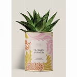 CACTUS - DIAIWAIE - FLOWERPOWER - 1