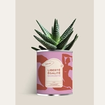 CACTUS - DIAIWAIE - LIBERTE SORORITE - 1