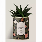 CACTUS - DIAIWAIE - SUPER MAMAN - 1