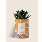 CACTUS - DIAIWAIE - VIENT ON SEME - 1
