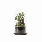 TERRA SPICY L - NATURALYS -  - 1