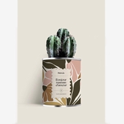 CACTUS - DIAIWAIE