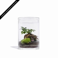 GARDEN MEDIUM FICUS - GREEN FACTORY -  - 1