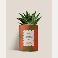 CACTUS - DIAIWAIE - AMOUR TOUJOURS - 1