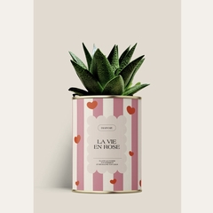 CACTUS - DIAIWAIE - LA VIE EN ROSE - 1