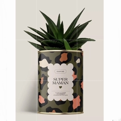 CACTUS - DIAIWAIE - SUPER MAMAN - 1