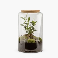 TERRA MIA M - NATURALYS -  - 1