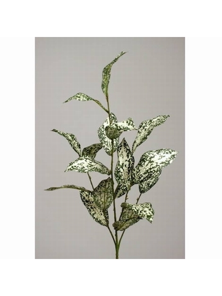 FEUILLES CODIAEUM - SELECTION KAMEME CONCEPT - VERT BLANC - 1