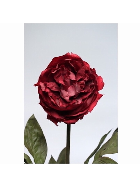 FLEUR PIVOINE BORDEAUX - SELECTION KAMEME CONCEPT - BORDEAUX - 1